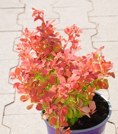 Барбарис тунберга Ред Хот Чили